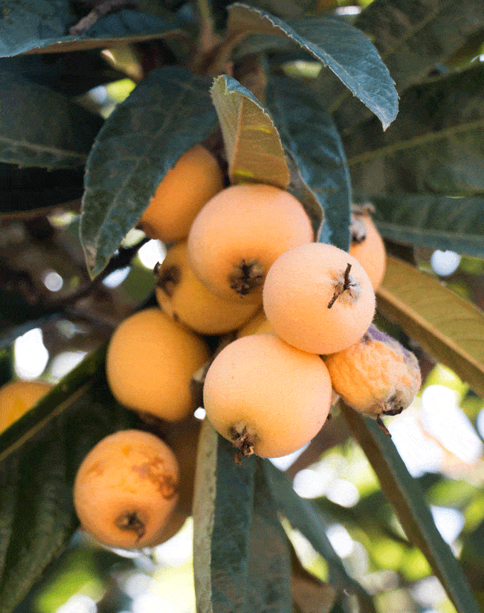 Honey Loquat