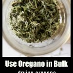 Use Oregano in Bulk