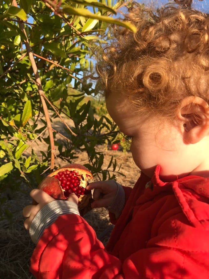 Foodie Travel with Kids: Picking Pomegranates