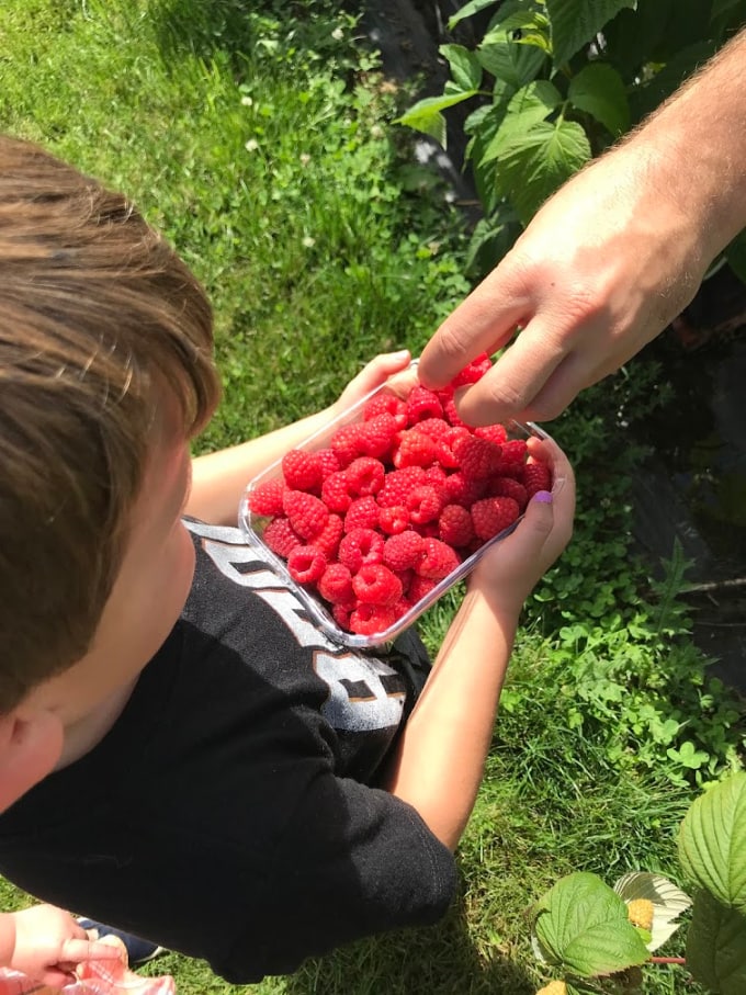 Foodie travel with kids: Picking Raspberries